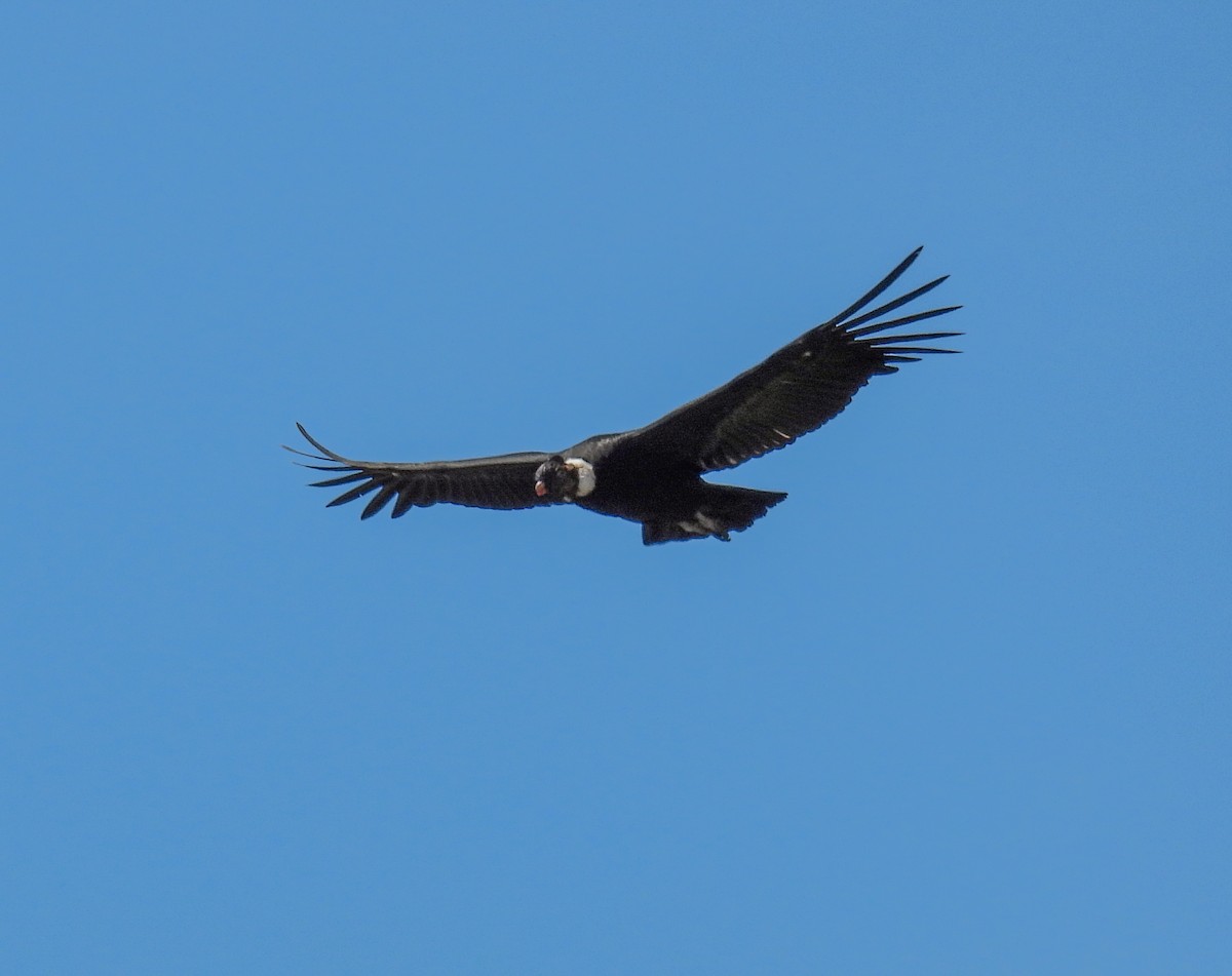 Andean Condor - ML646271920