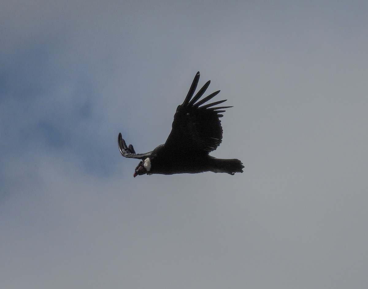 Andean Condor - ML646271921