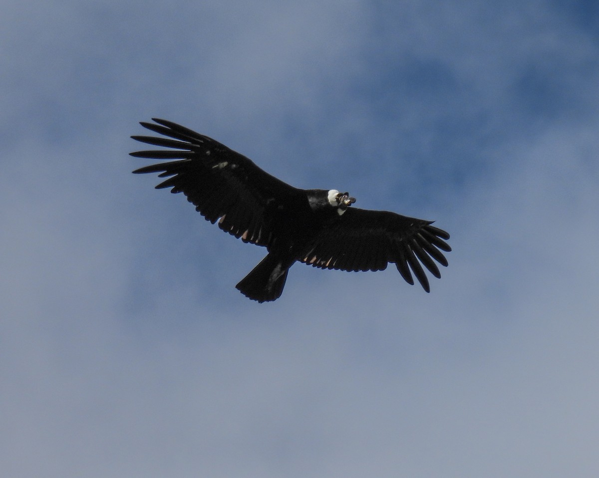 Andean Condor - ML646271922
