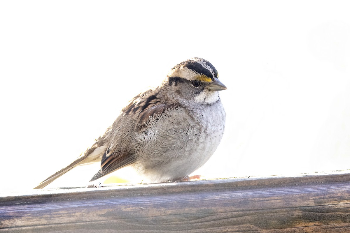 White-throated Sparrow - ML646271934