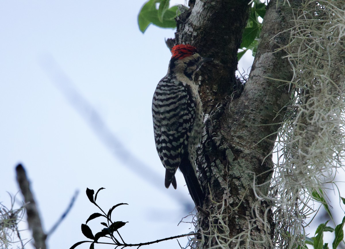 leiderspett - ML646271946