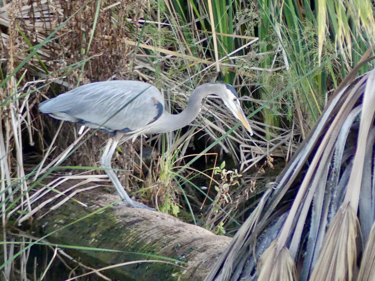 Great Blue Heron - ML646271961