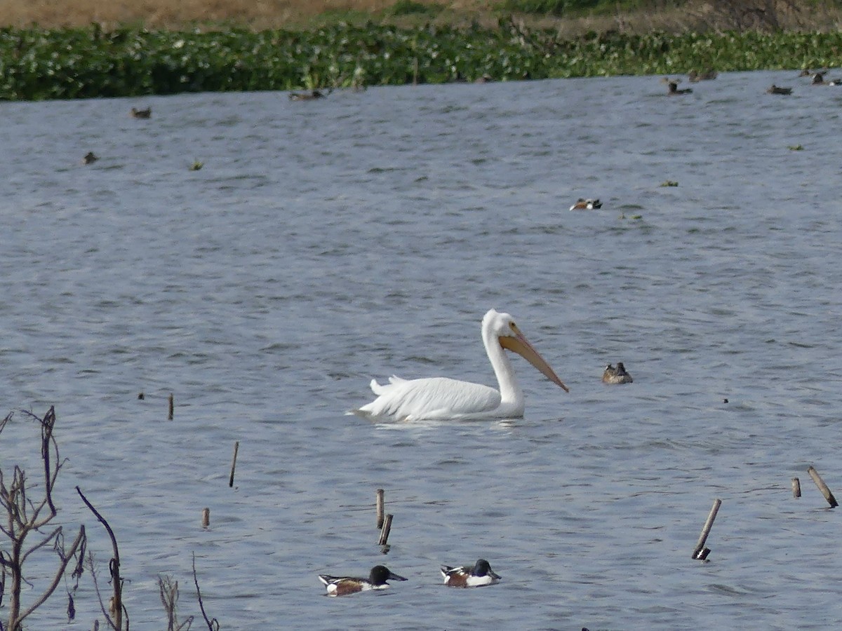 American White Pelican - ML646271970