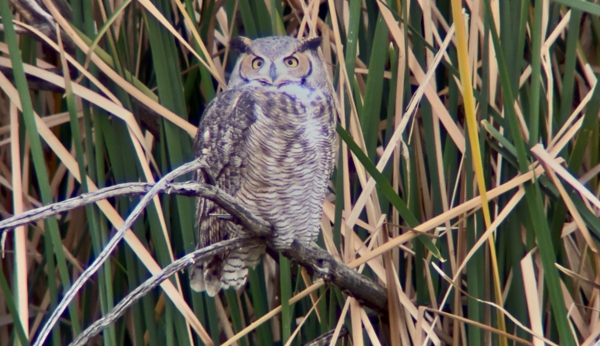 Great Horned Owl - ML646271977