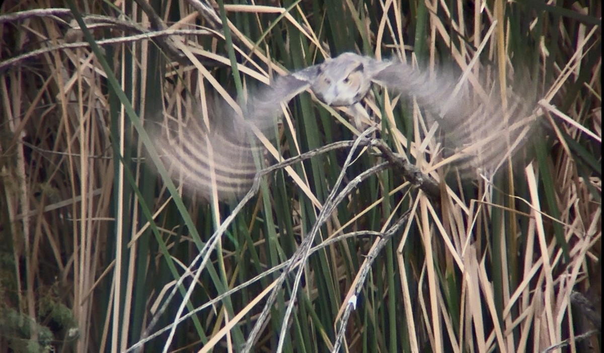 Great Horned Owl - ML646271989