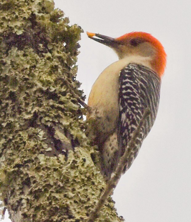 Red-bellied Woodpecker - ML646271990