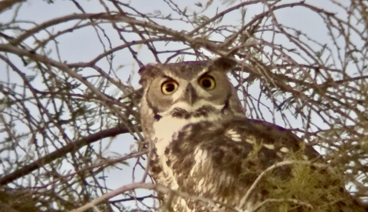 Great Horned Owl - ML646271991