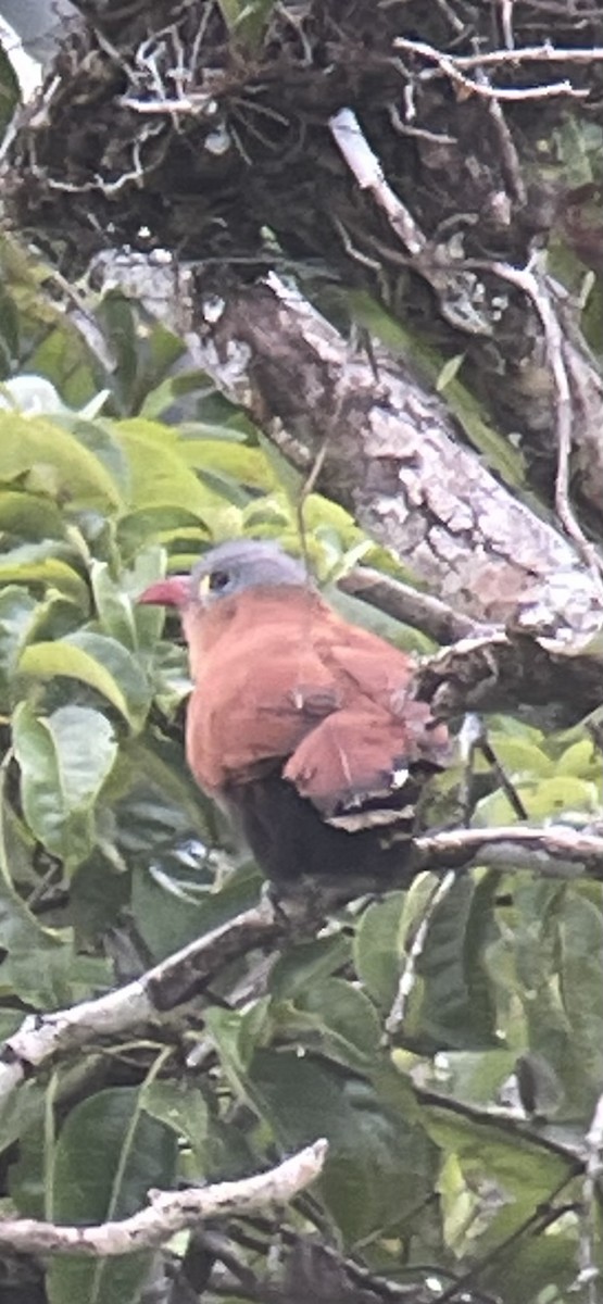 Black-bellied Cuckoo - ML646271993