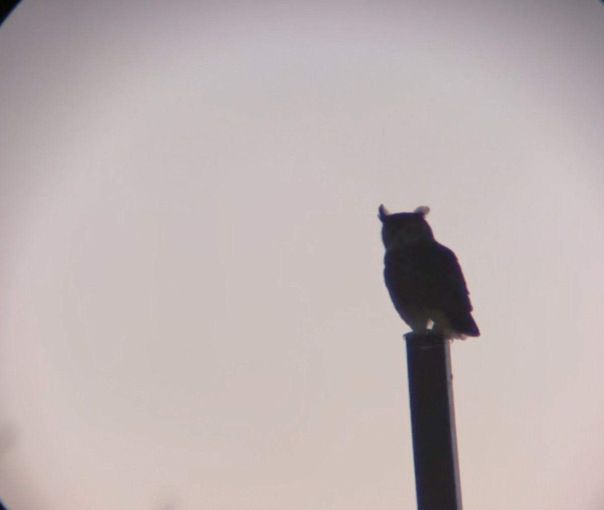 Great Horned Owl - ML646271995