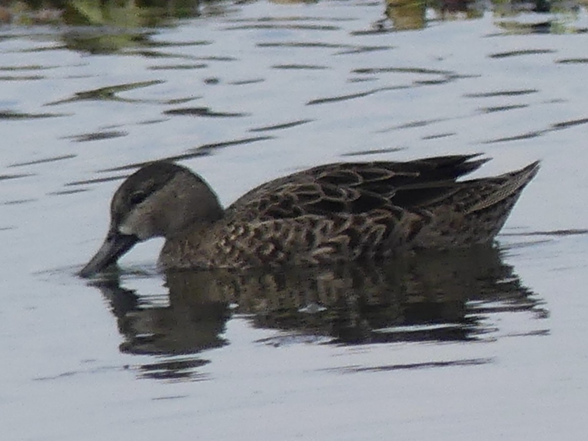 Blue-winged Teal - ML646271999