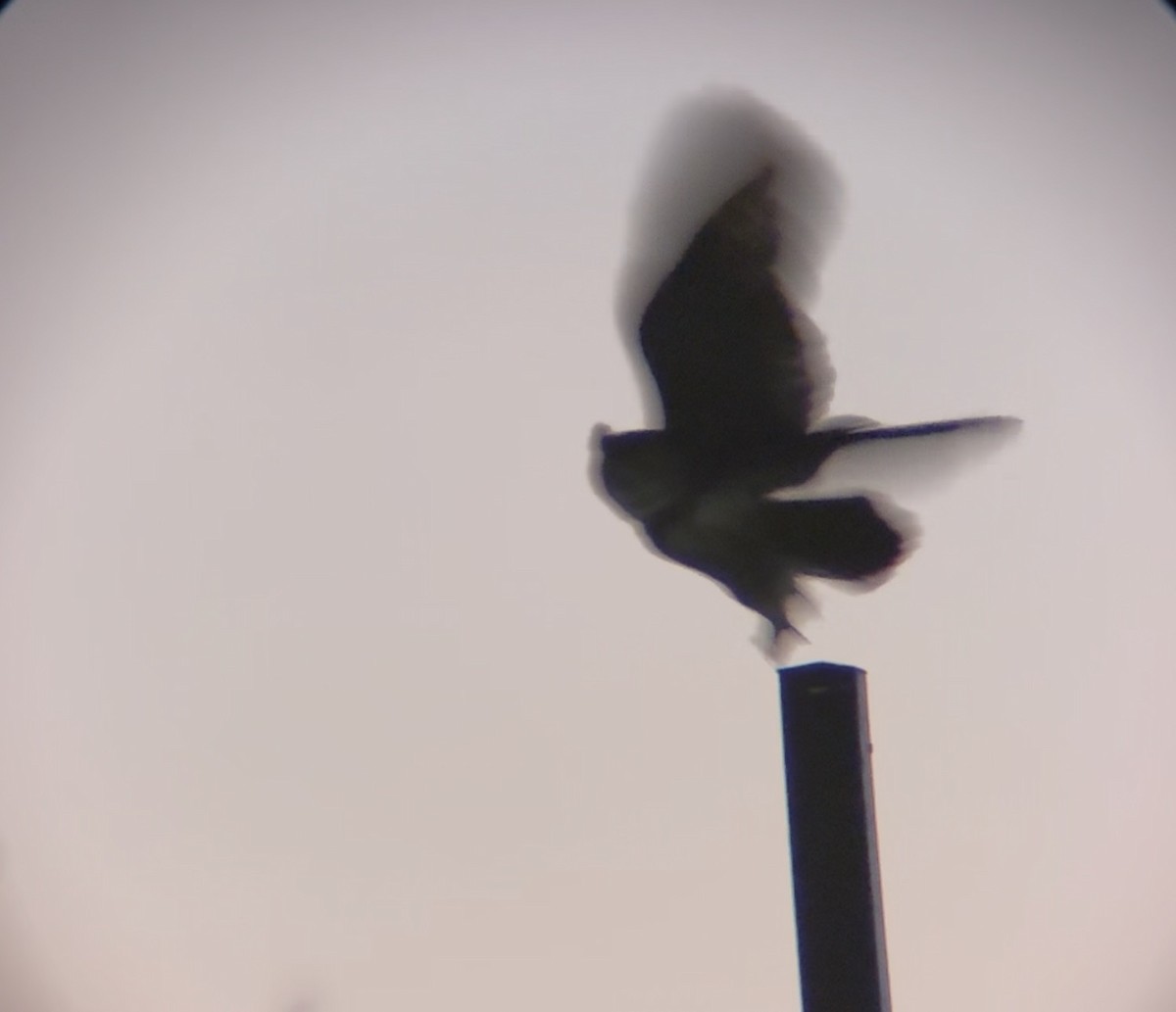 Great Horned Owl - ML646272002