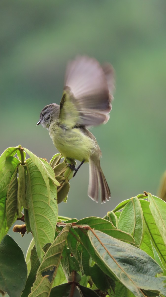Sooty-headed Tyrannulet - ML646272005