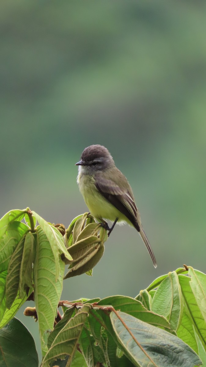 Sooty-headed Tyrannulet - ML646272006