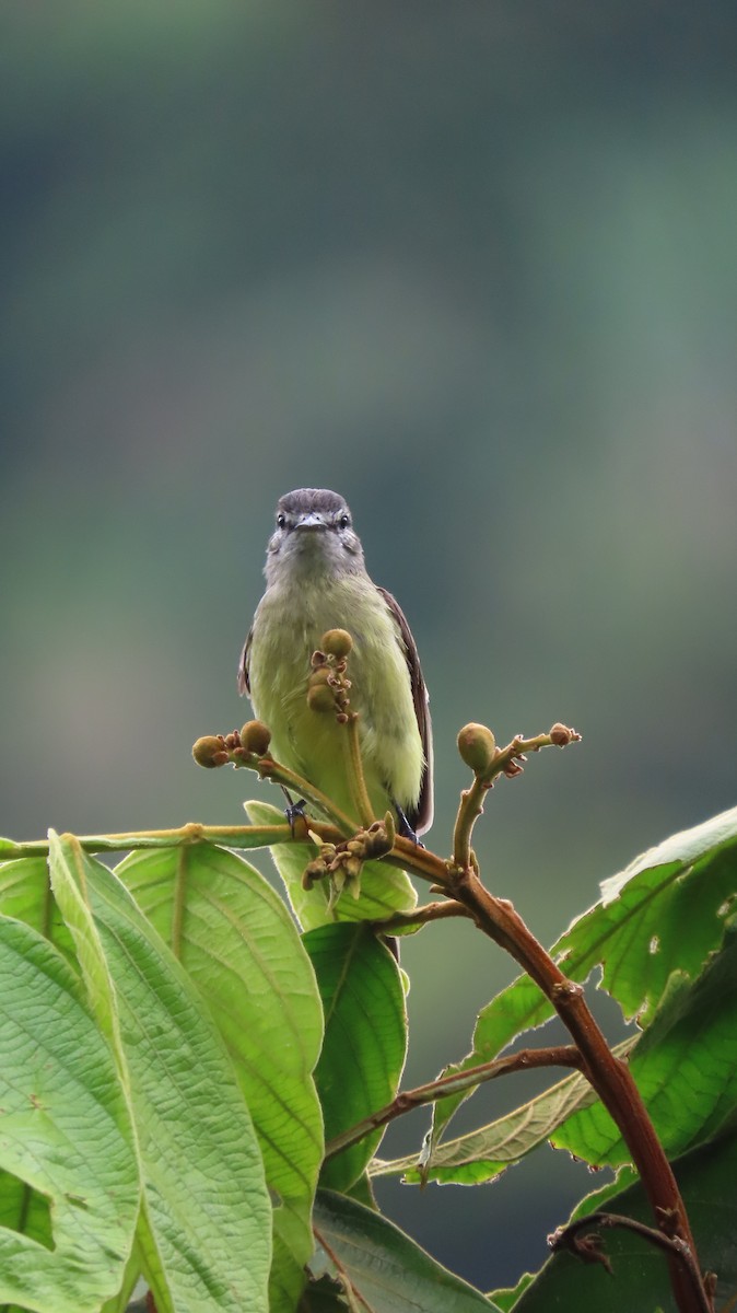 Sooty-headed Tyrannulet - ML646272007