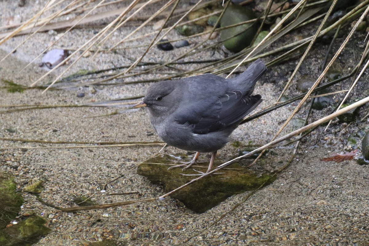 American Dipper - ML646272019