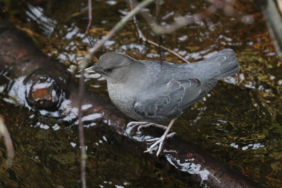 American Dipper - ML646272020