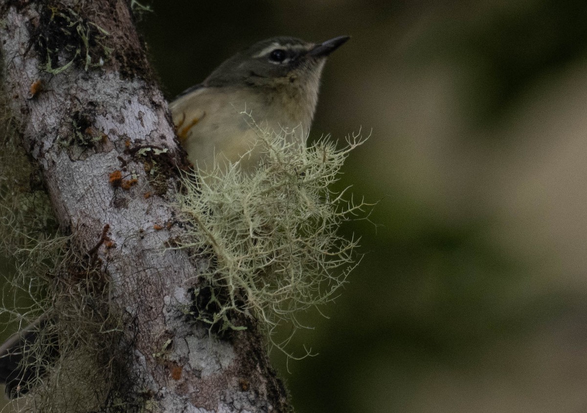 Black-throated Blue Warbler - ML646272021