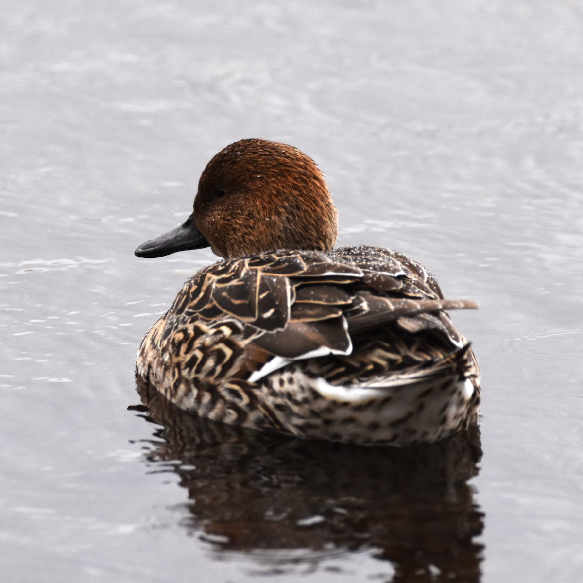 Northern Pintail - ML646272038