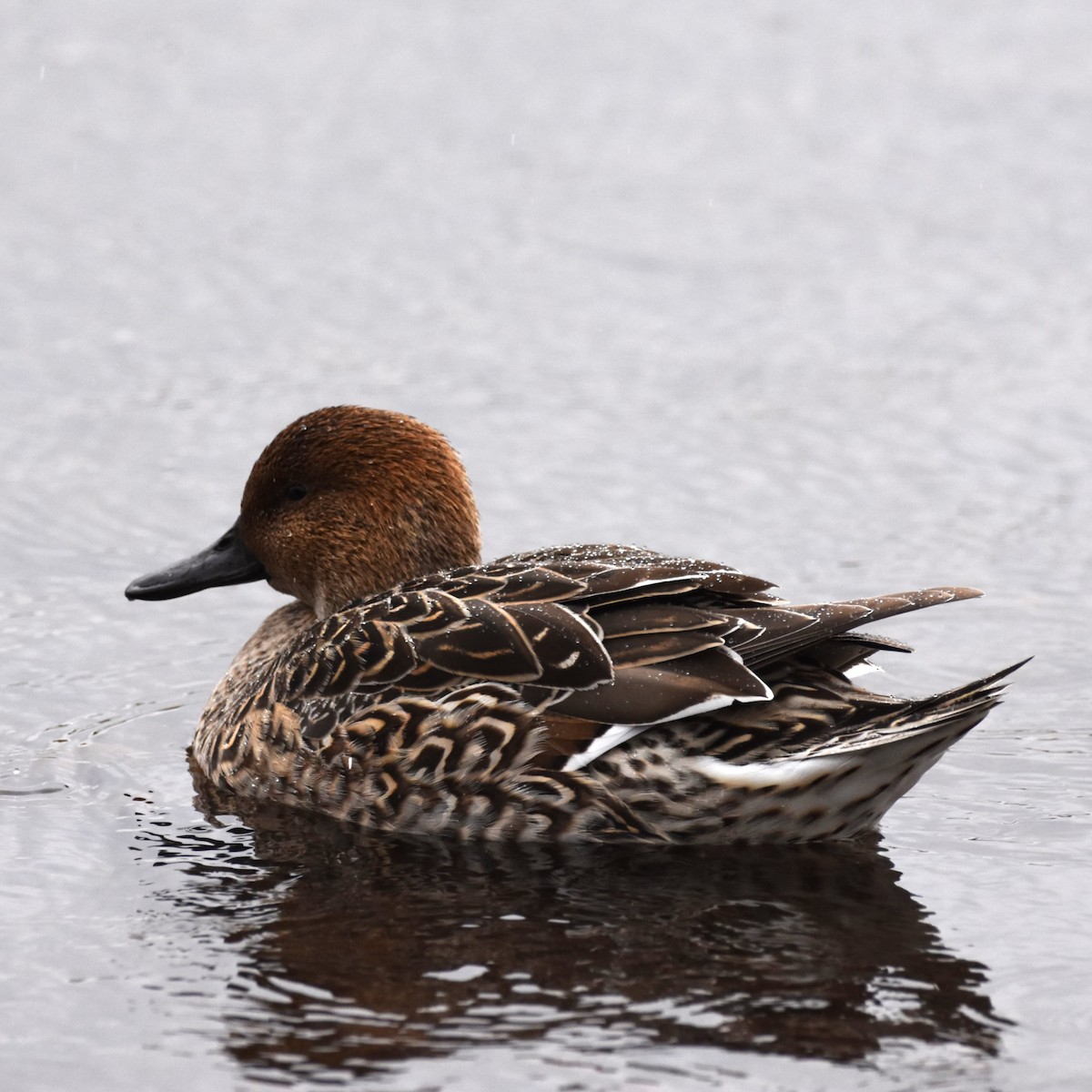 Northern Pintail - ML646272039