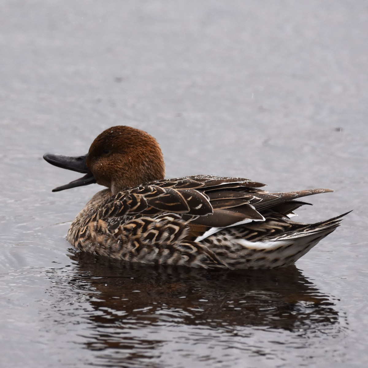 Northern Pintail - ML646272040
