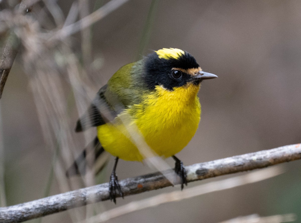 gulkronehvitstjert - ML646272042