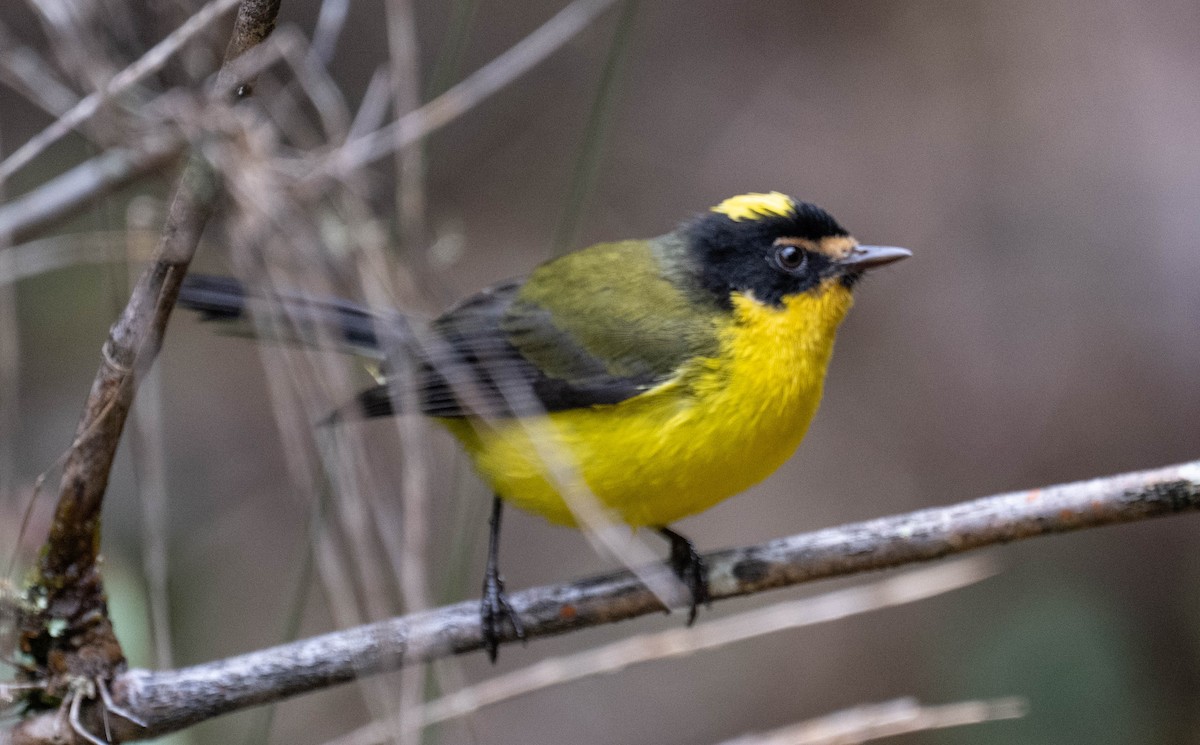 gulkronehvitstjert - ML646272043