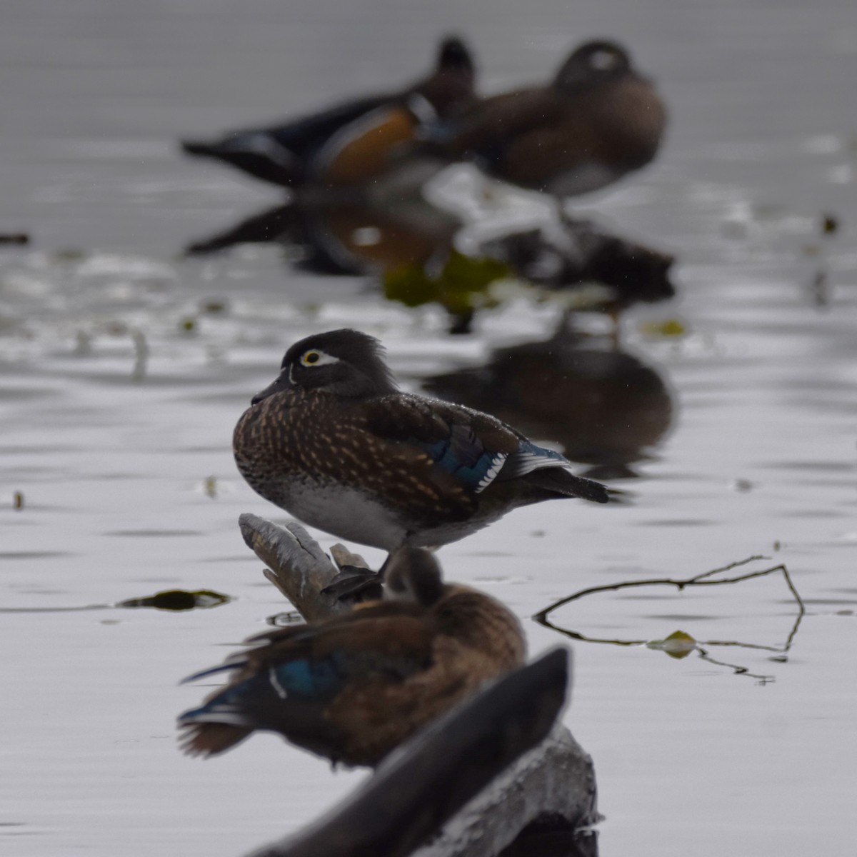 Wood Duck - ML646272047