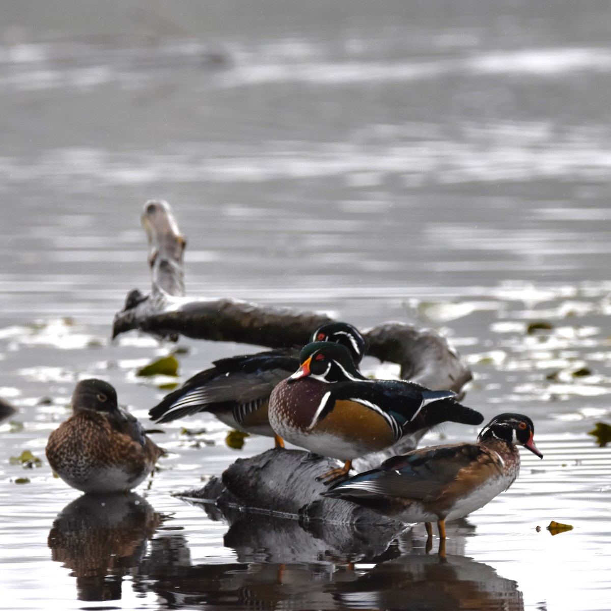 Wood Duck - ML646272048