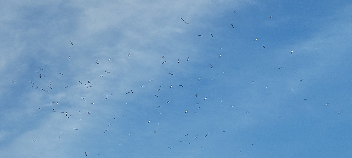 gull sp. - ML646272049