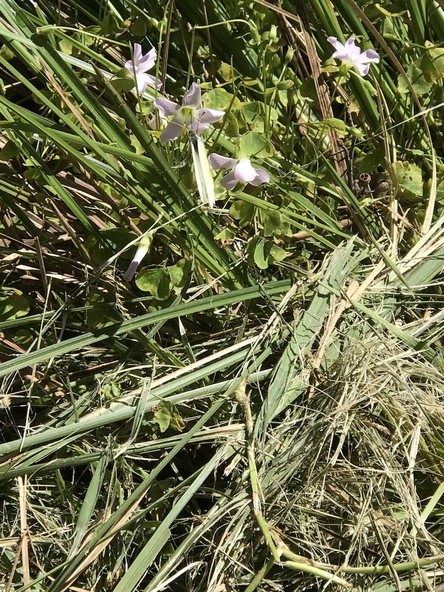 Cavolaia minore - ML646272056