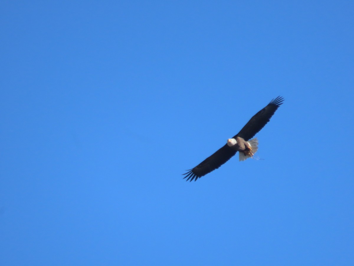 Bald Eagle - ML646272060