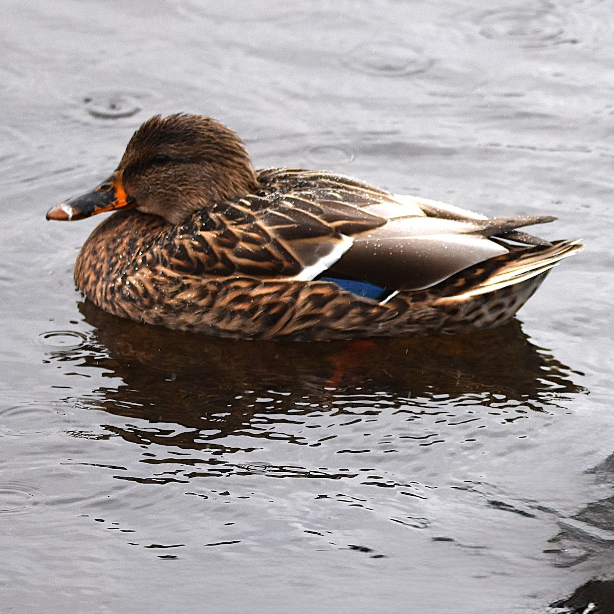 Mallard - ML646272062