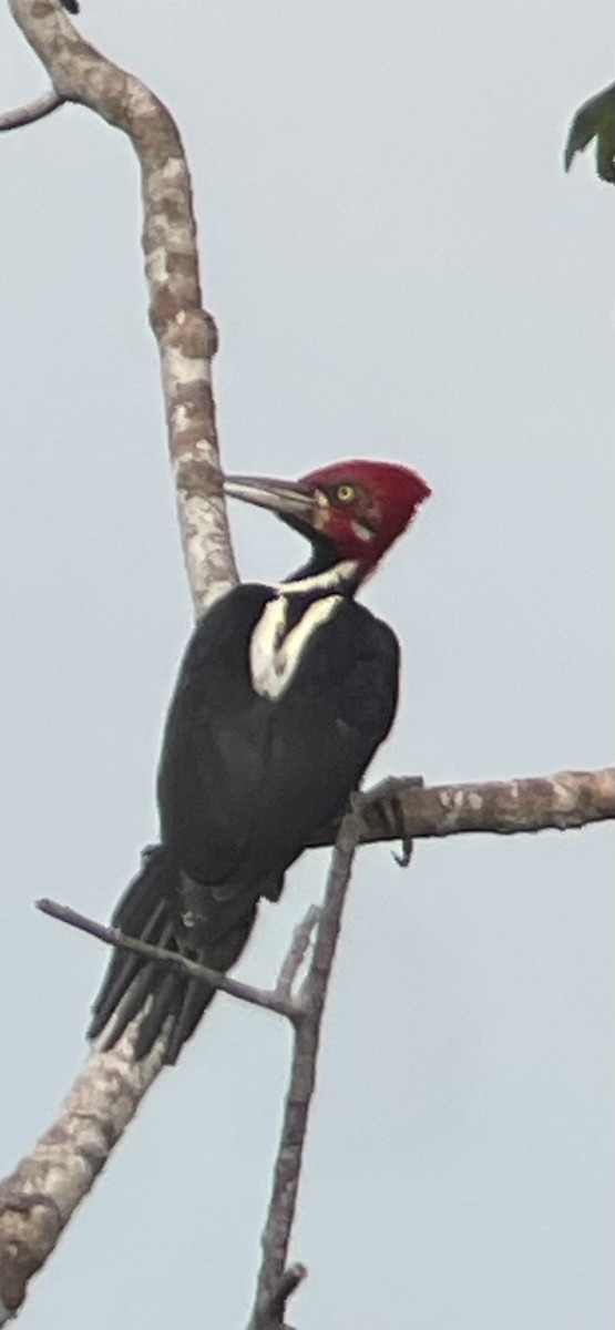 Crimson-crested Woodpecker - ML646272063