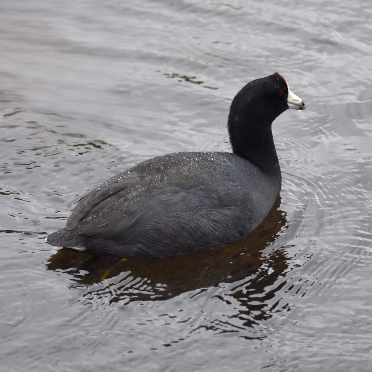 American Coot - ML646272069