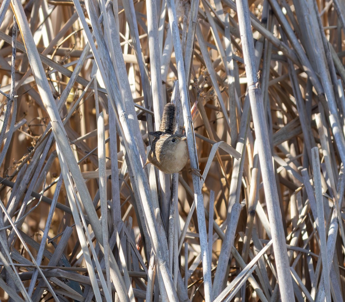 Sedge Wren - ML646272072