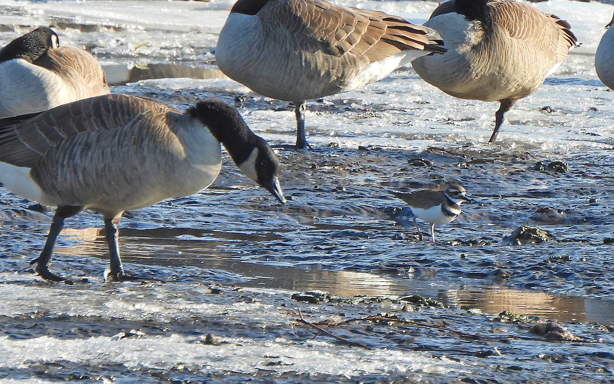 Chorlitejo Culirrojo - ML646272078