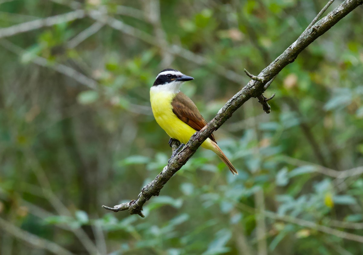 storkiskadi - ML646272081