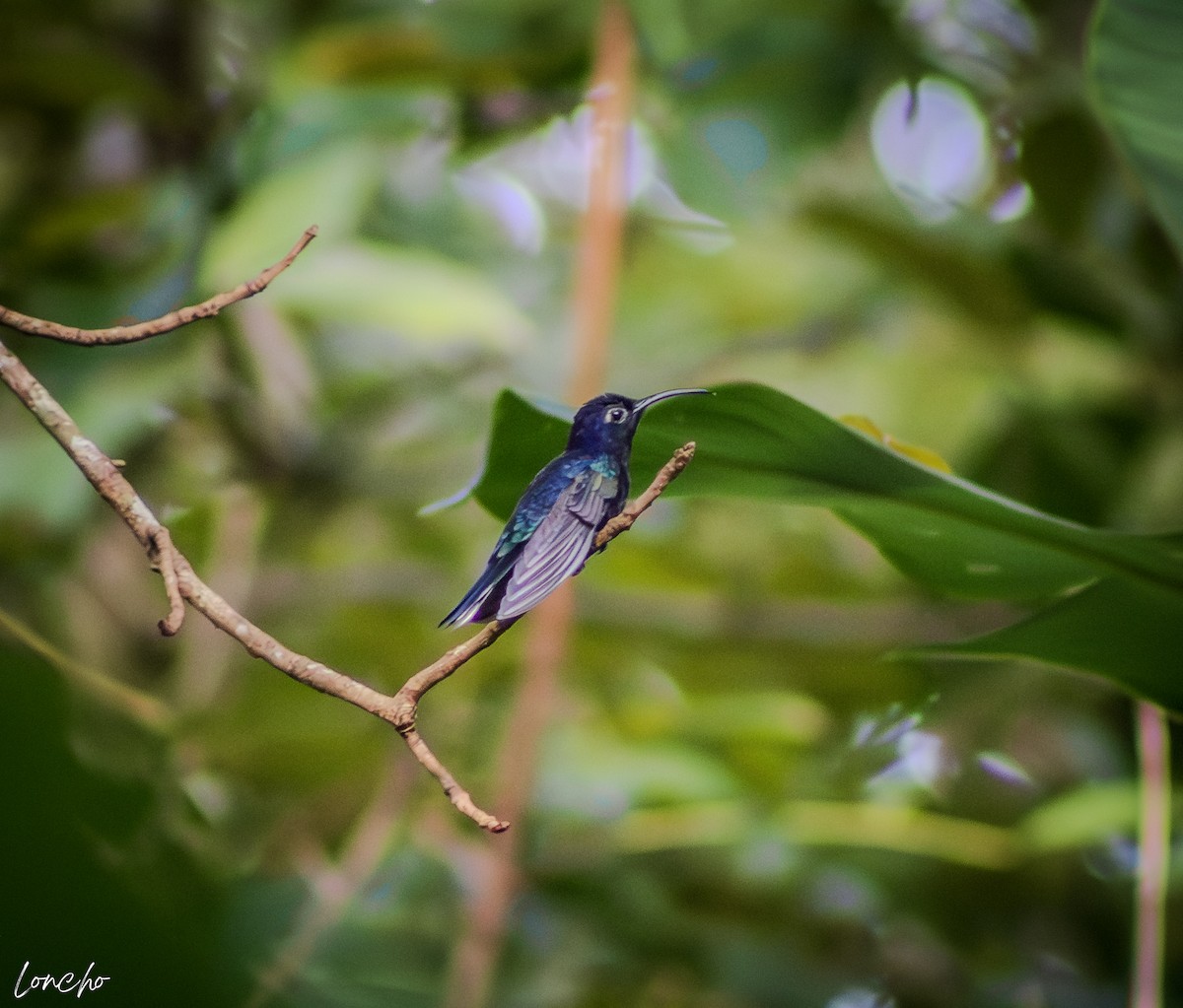 Violet Sabrewing - ML646272083