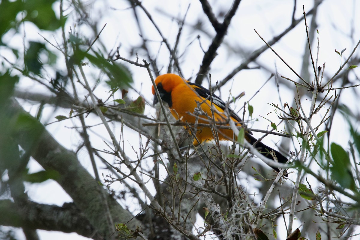 eldoradotrupial - ML646272097