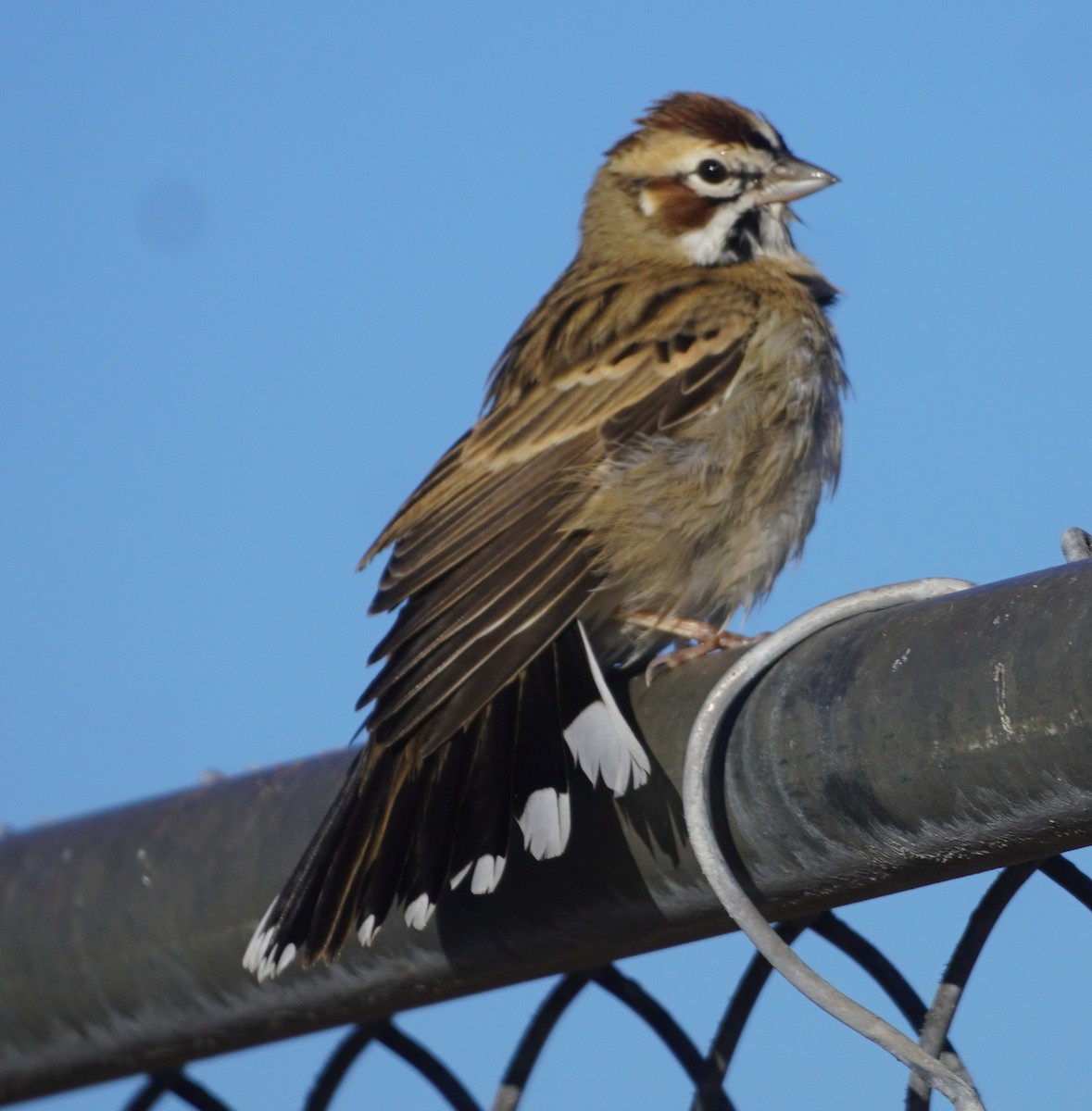 Lark Sparrow - ML646272099