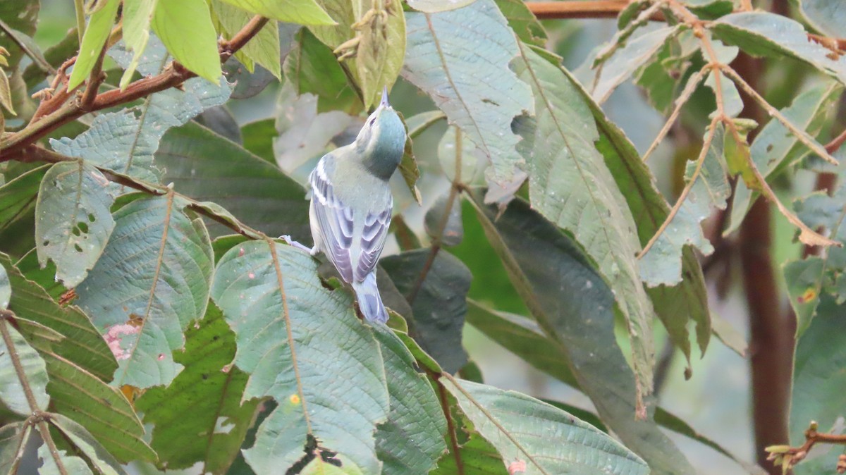 asurparula - ML646272100