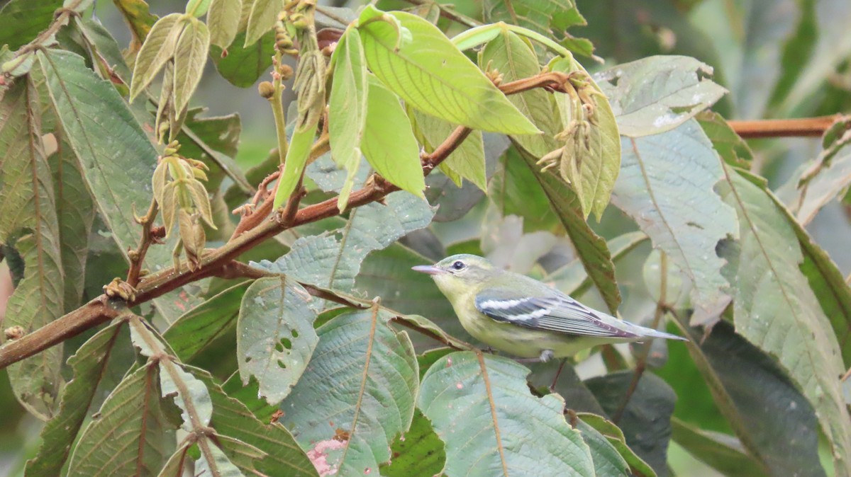 asurparula - ML646272101