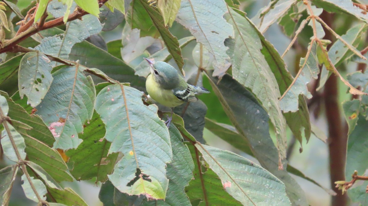 asurparula - ML646272102