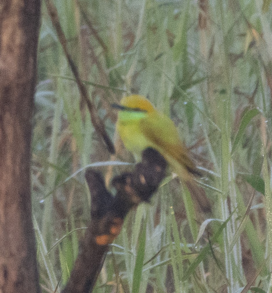 beryllbieter - ML646272103