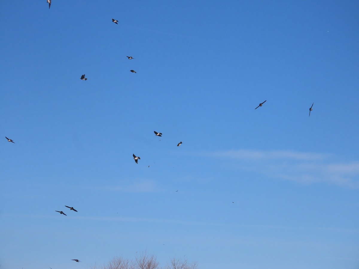 tresvale - ML646272104