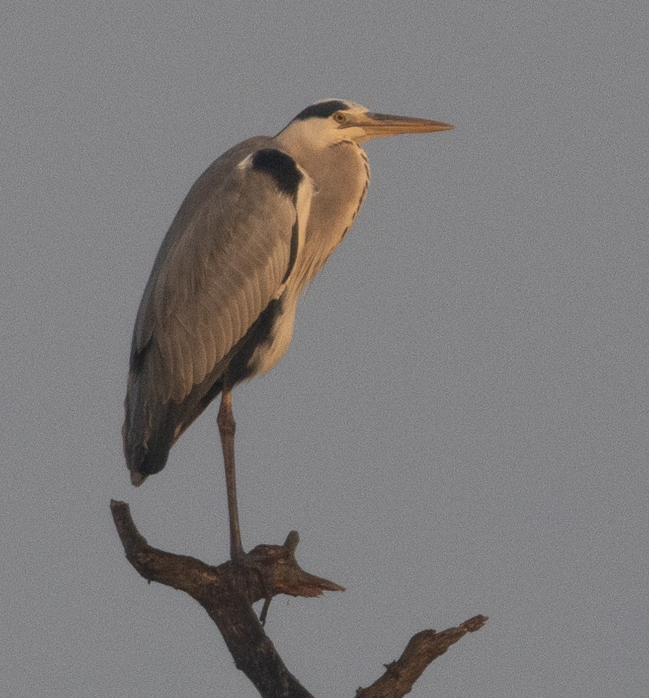 gråhegre - ML646272106