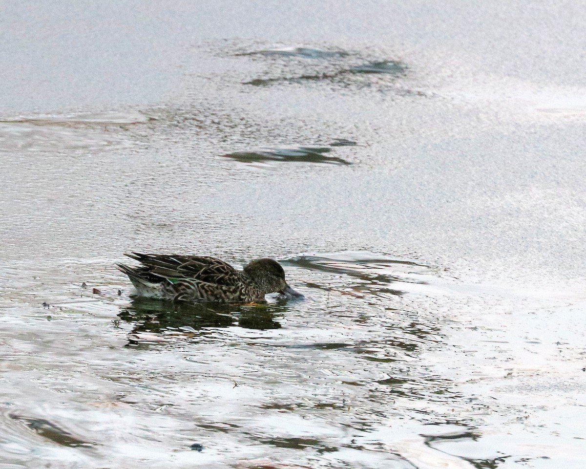 krikkand - ML646272107