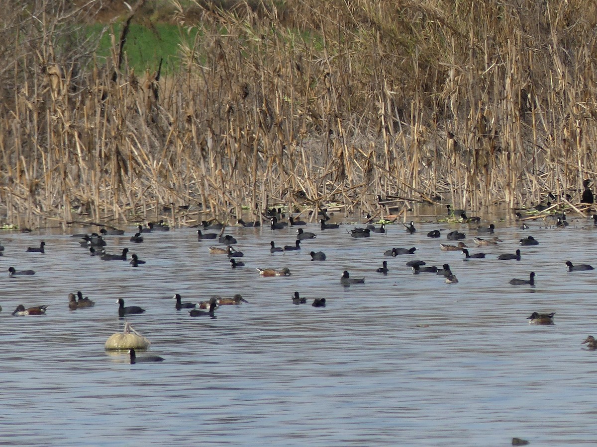 amerikasothøne - ML646272109