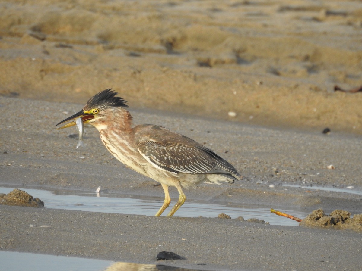 grønnrygghegre - ML646272110