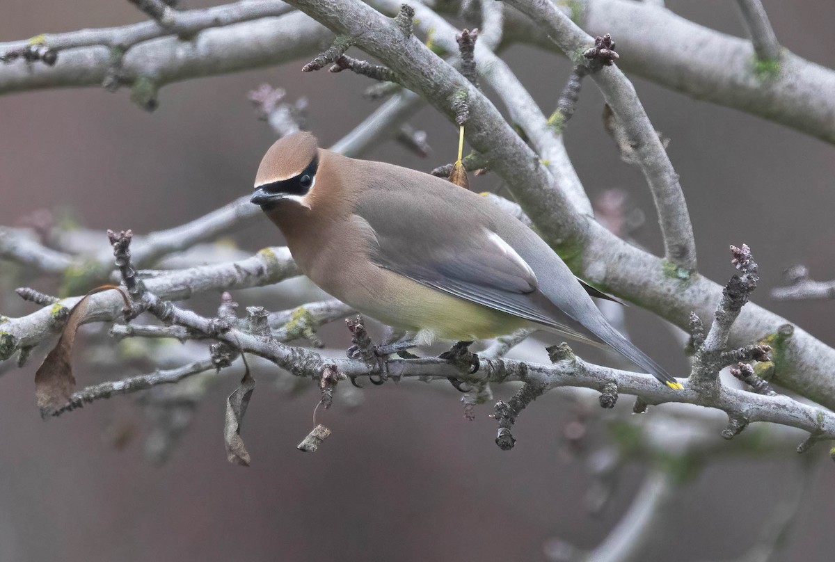 einersidensvans - ML646272111